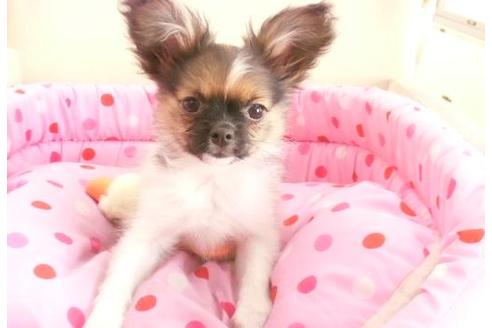 成約済の大阪府のミックス犬-7060の3枚目